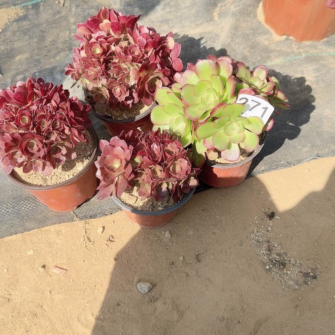 271火玫瑰朵朵共4颗，特小呀