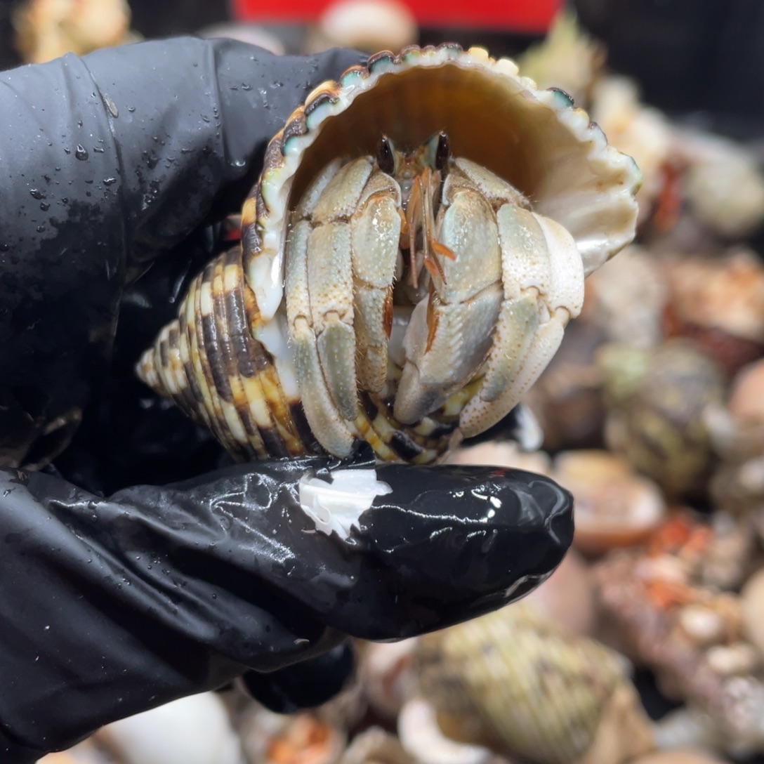 不退不换谢谢支持94