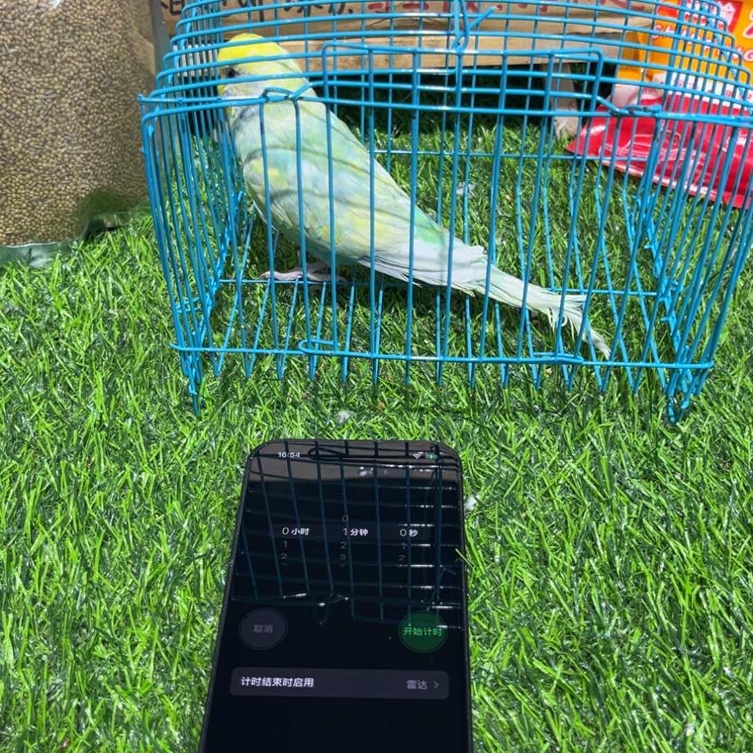 ****つ虎皮鹦鹉金彩虎皮鹦鹉一只，一物一拍不退换竞拍