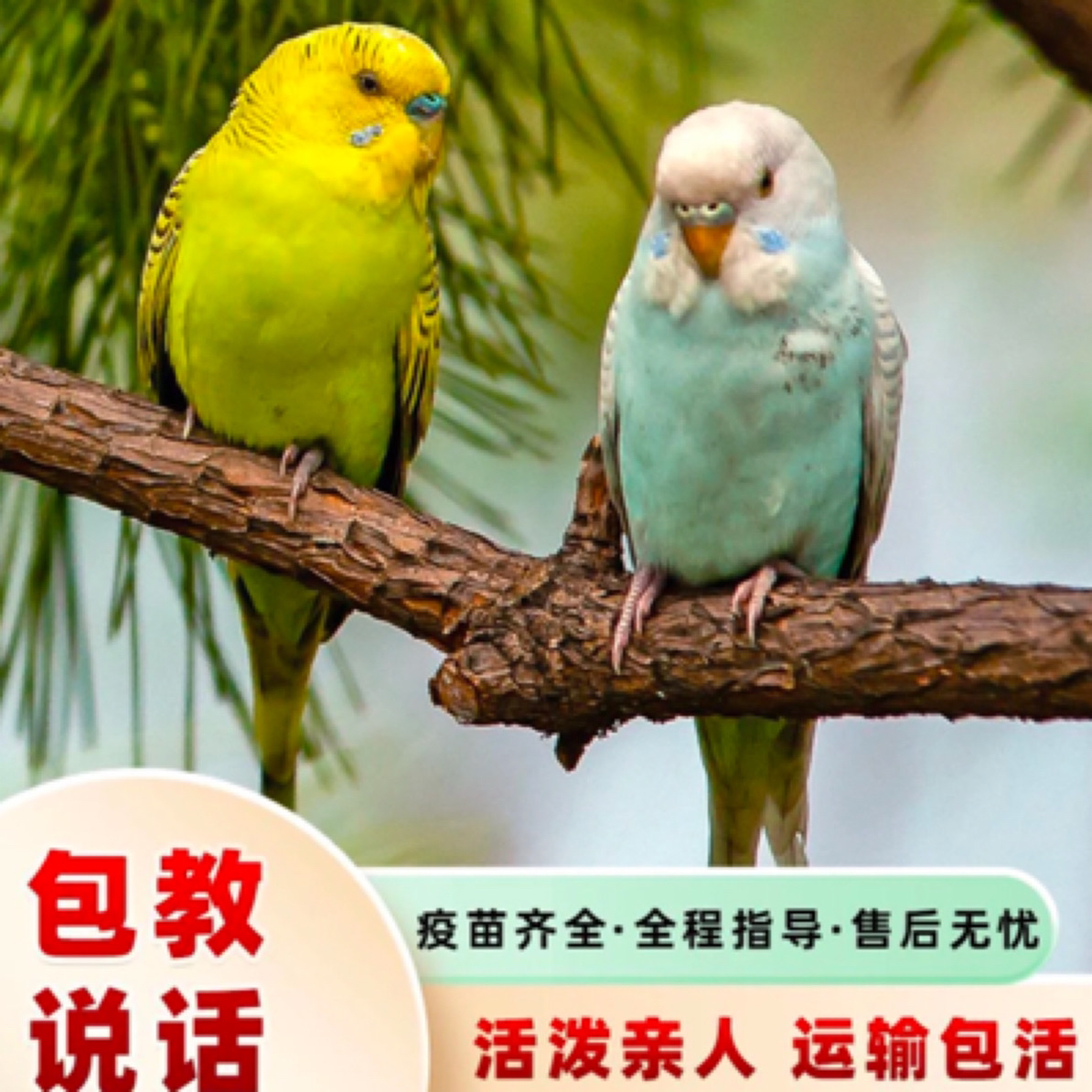 精选彩色虎皮鹦鹉一对，能教说话 可上手活体观赏鸟虎皮鹦鹉