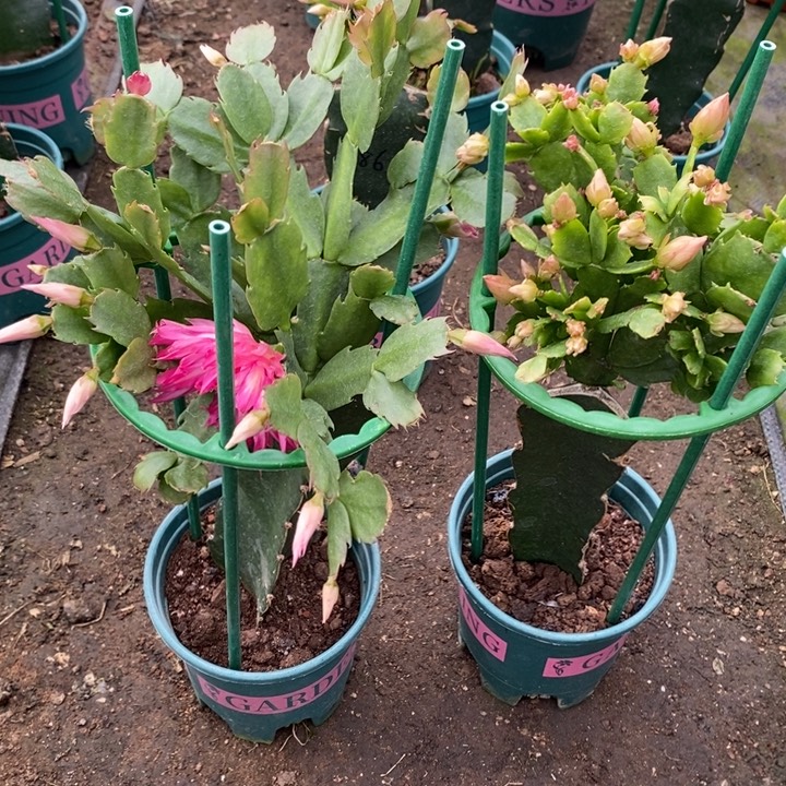 暖***开完全开放028 057重瓣花