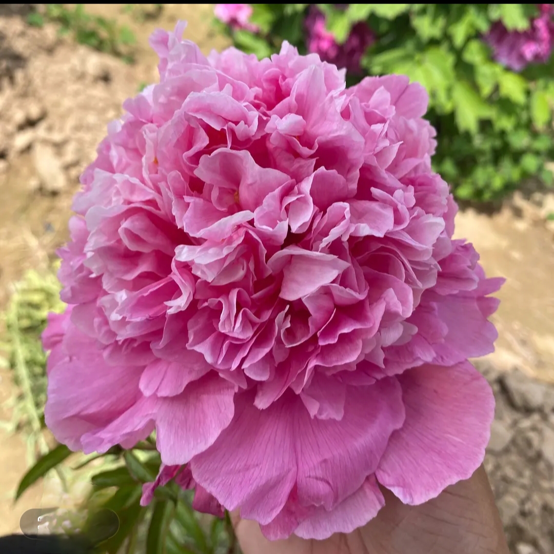 （明娟牡丹）{藕玉}先发肥料  秋季发苗