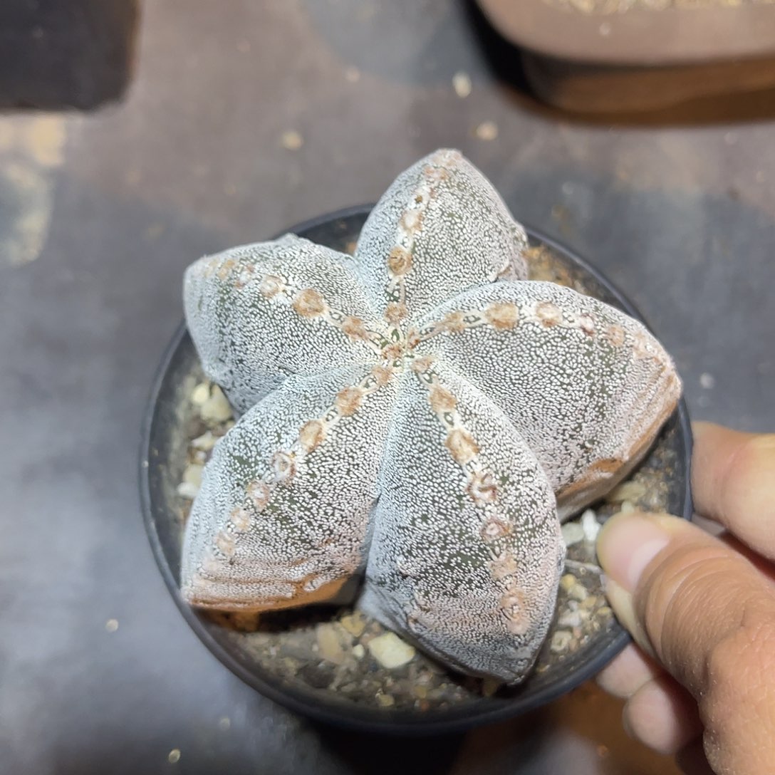 恩冢鸾凤玉一物一拍