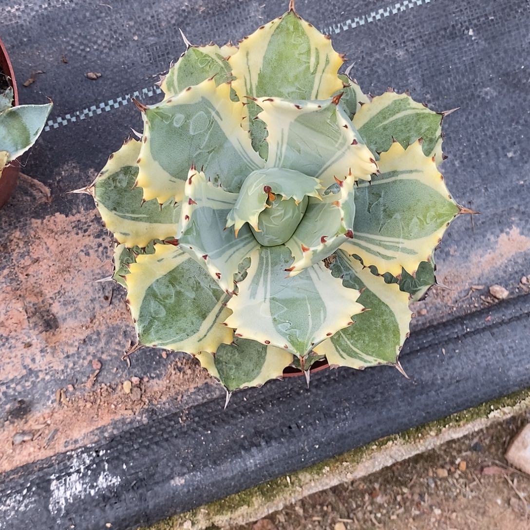 一物一拍龙舌兰一物