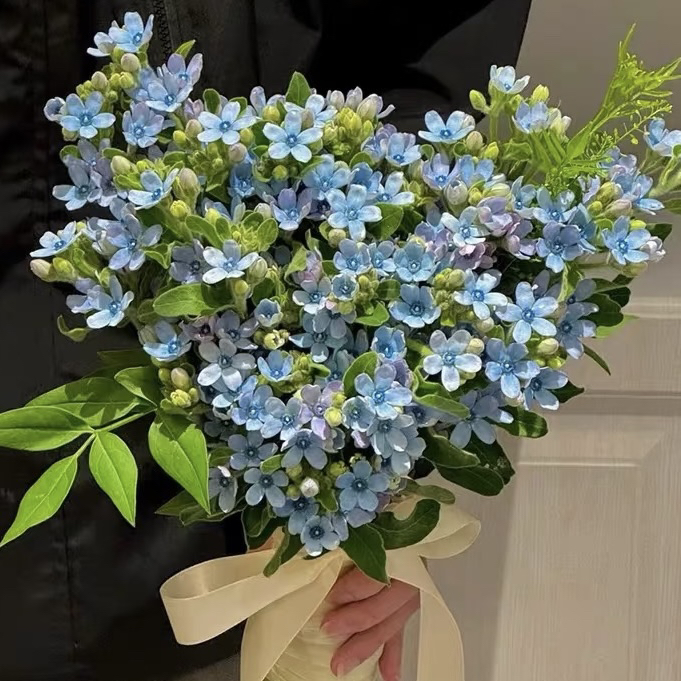 云影优选【蓝星花】蓝色百搭神器云南鲜花批发次日达