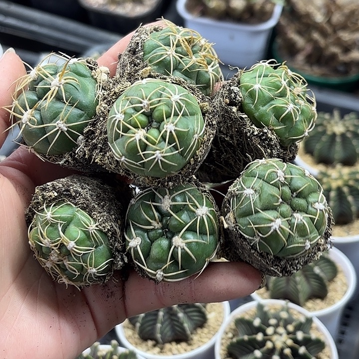 海王小穴盘喵随机7颗一组