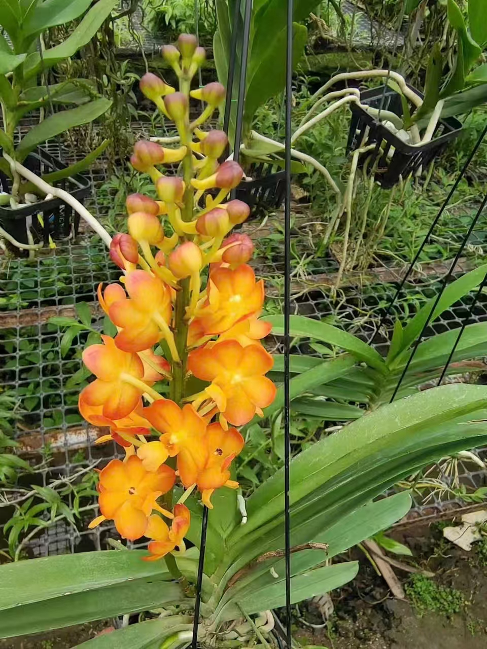 日落万代兰串串绽流彩花大艳丽易养护的观花植物