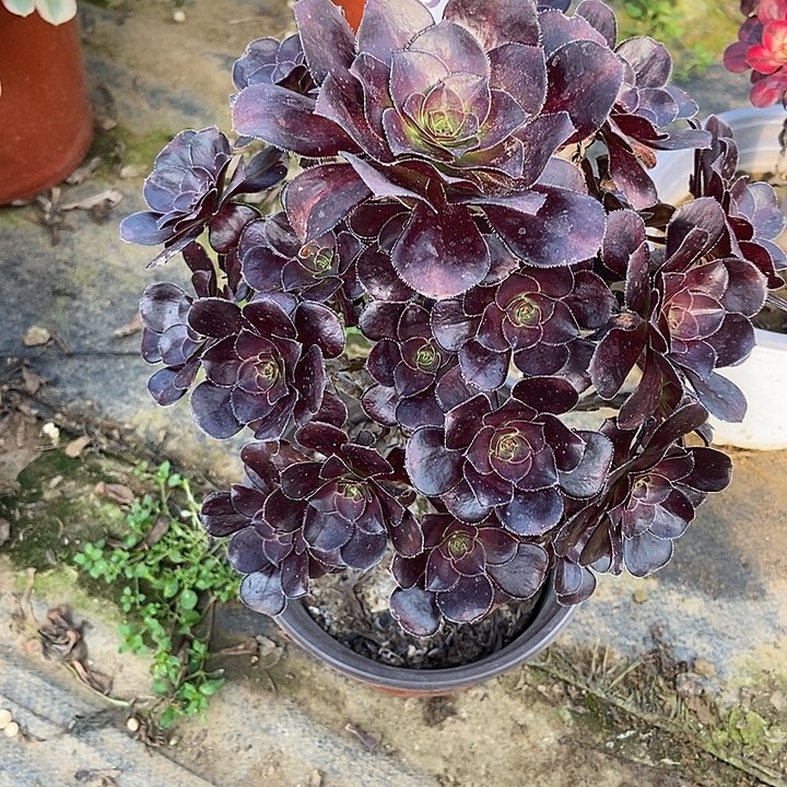 晚霞阴阳606多肉不包断