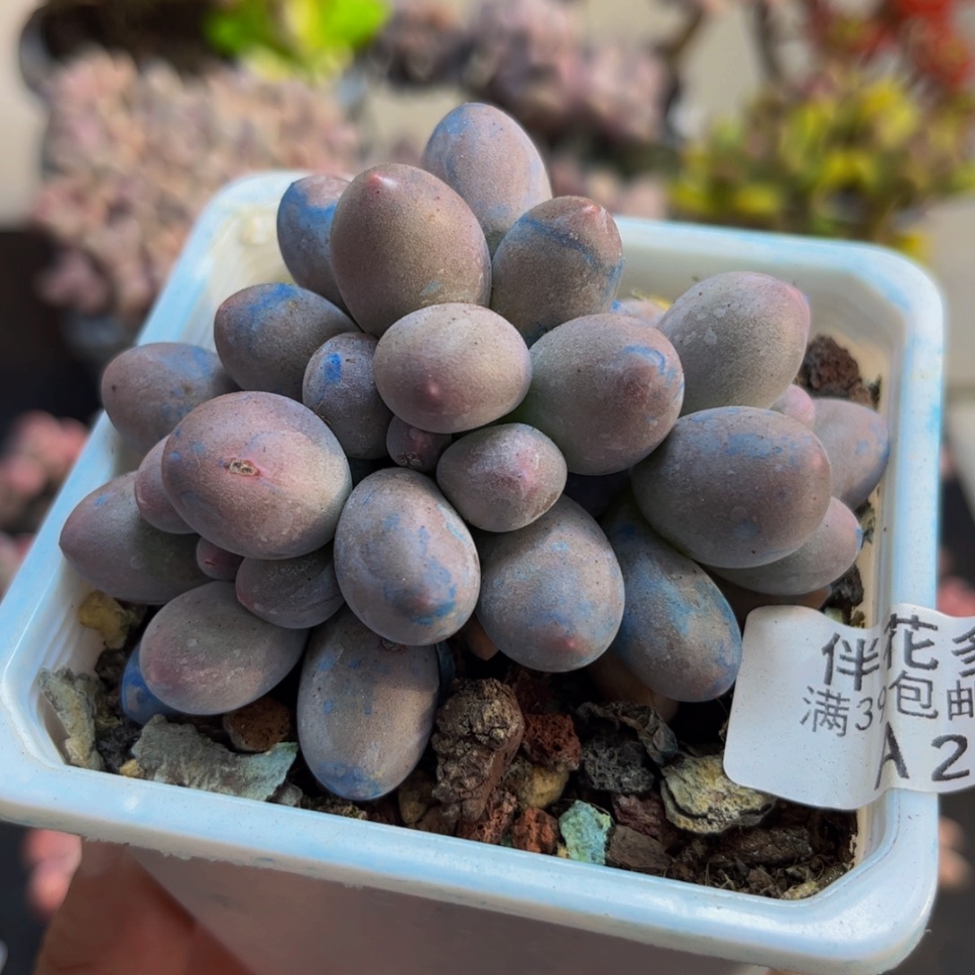 272/6cm汤圆奶酪多肉