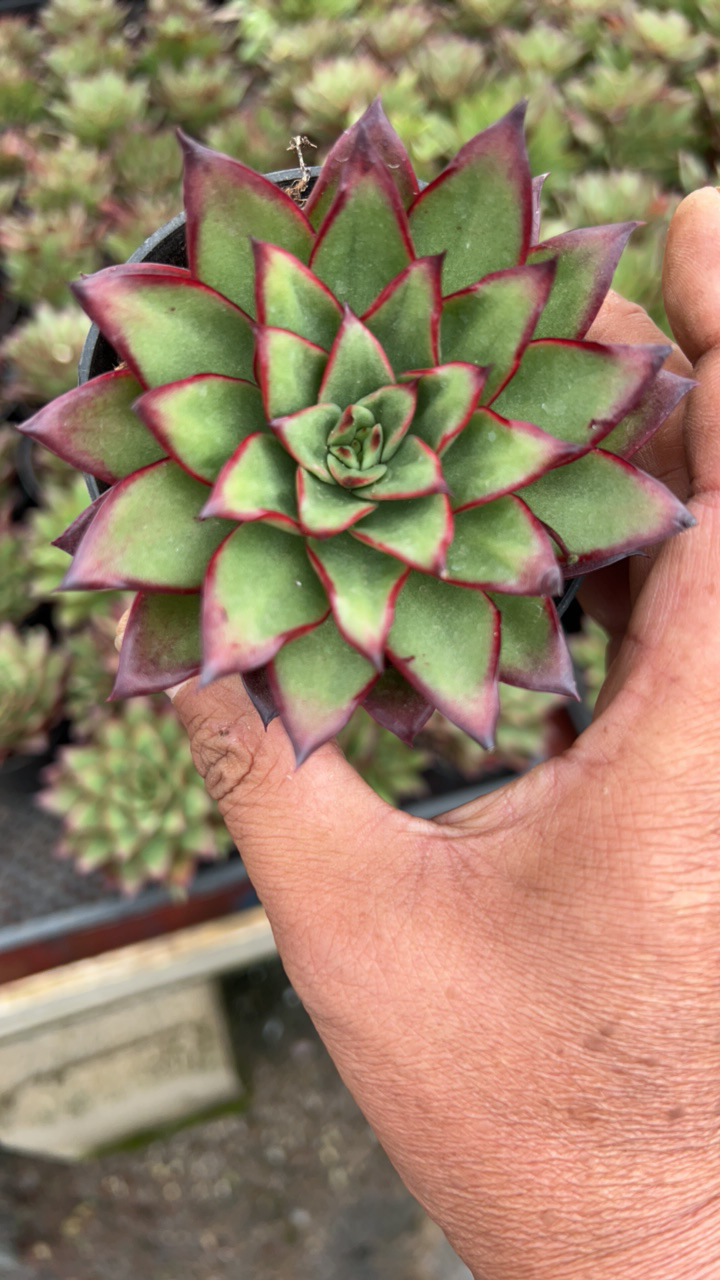 欧若拉多肉植物组合盆栽带盆（全场凑单满9元包邮。