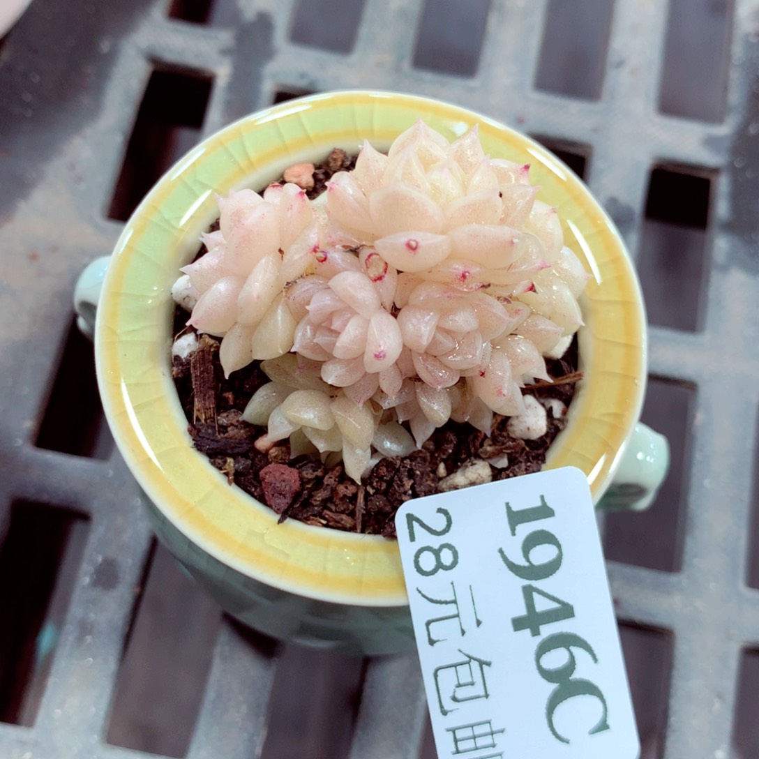 5厘米盆精控多肉1946