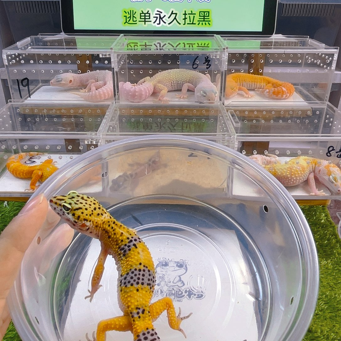 豹纹守宫守宫好看迷人可爱