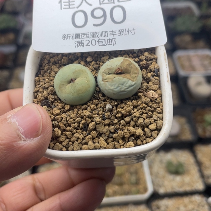 佳人园艺 老周多肉上福利啦嘴090