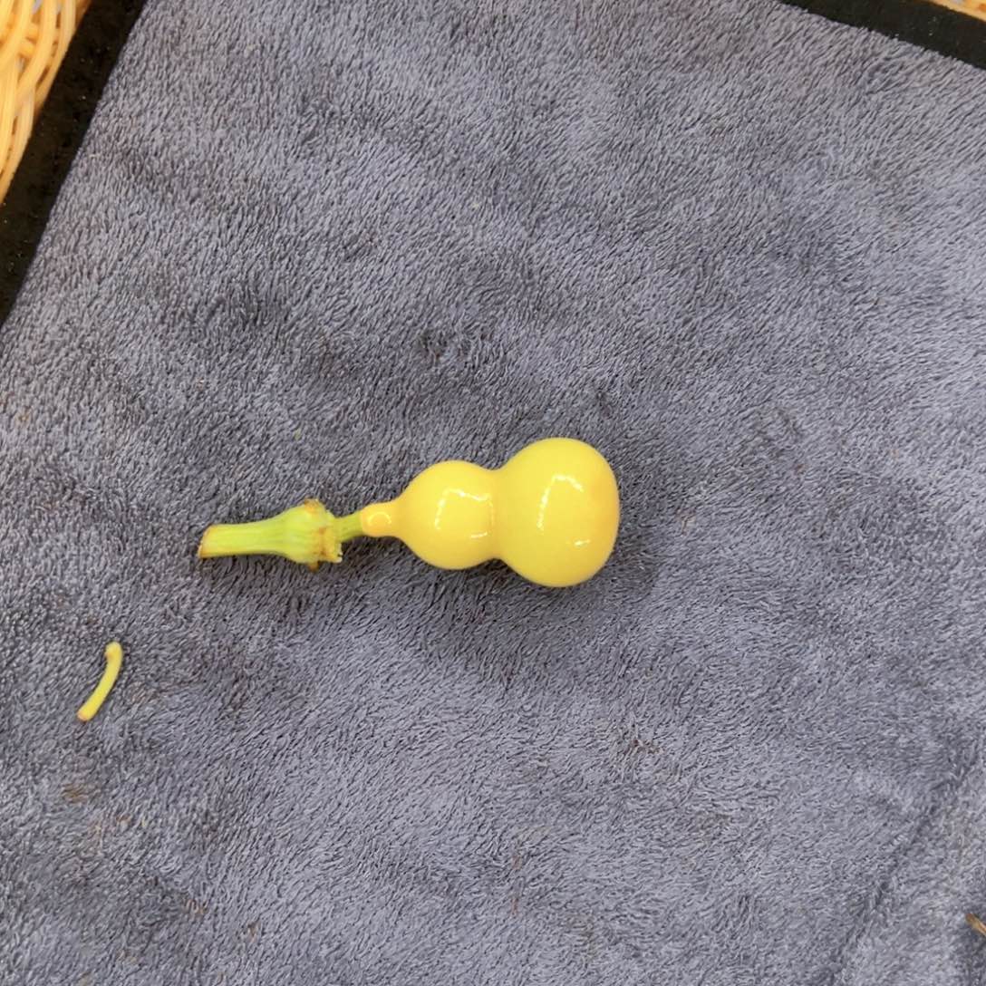青****天津嘴儿葫芦葫芦