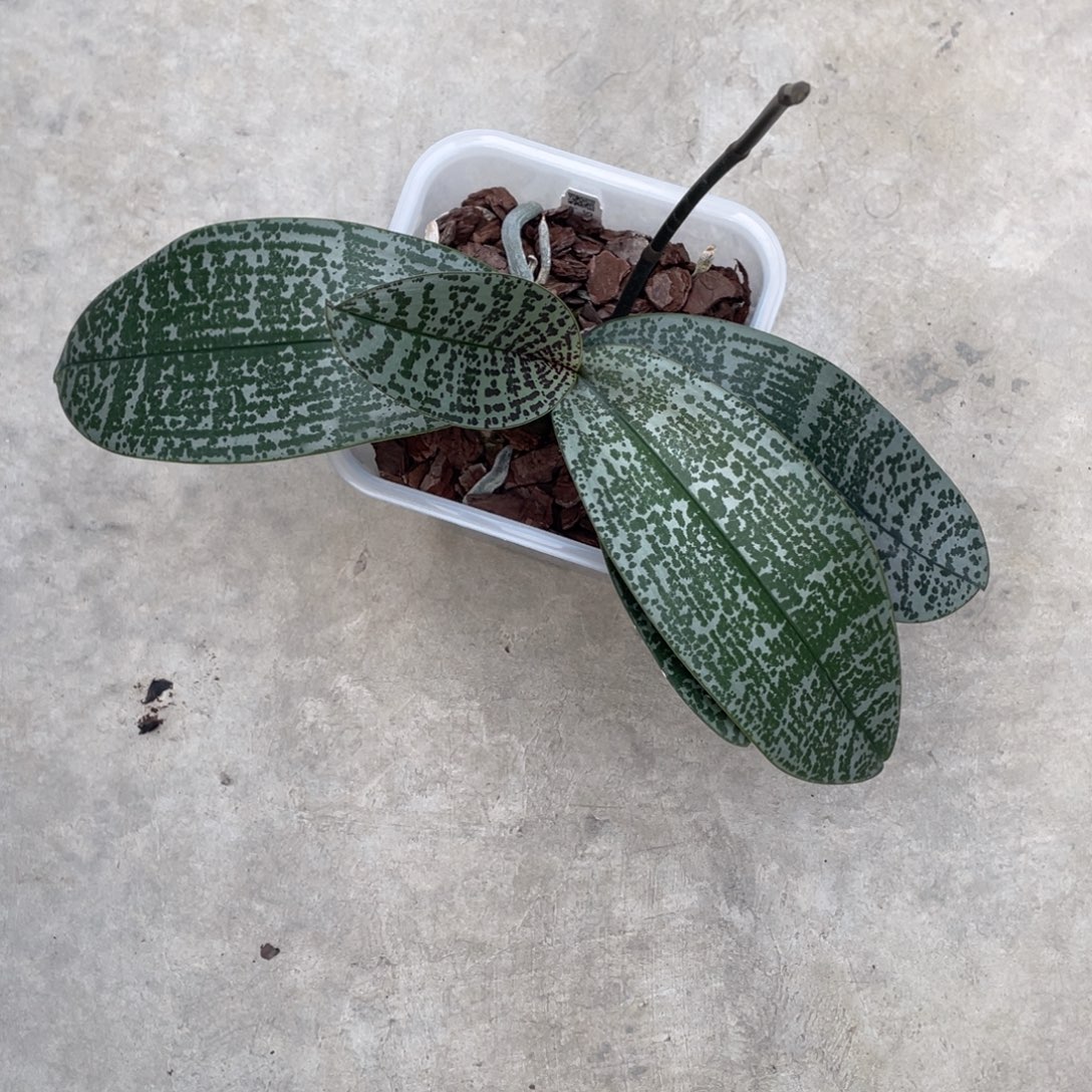 当前无花栽培后可以开花