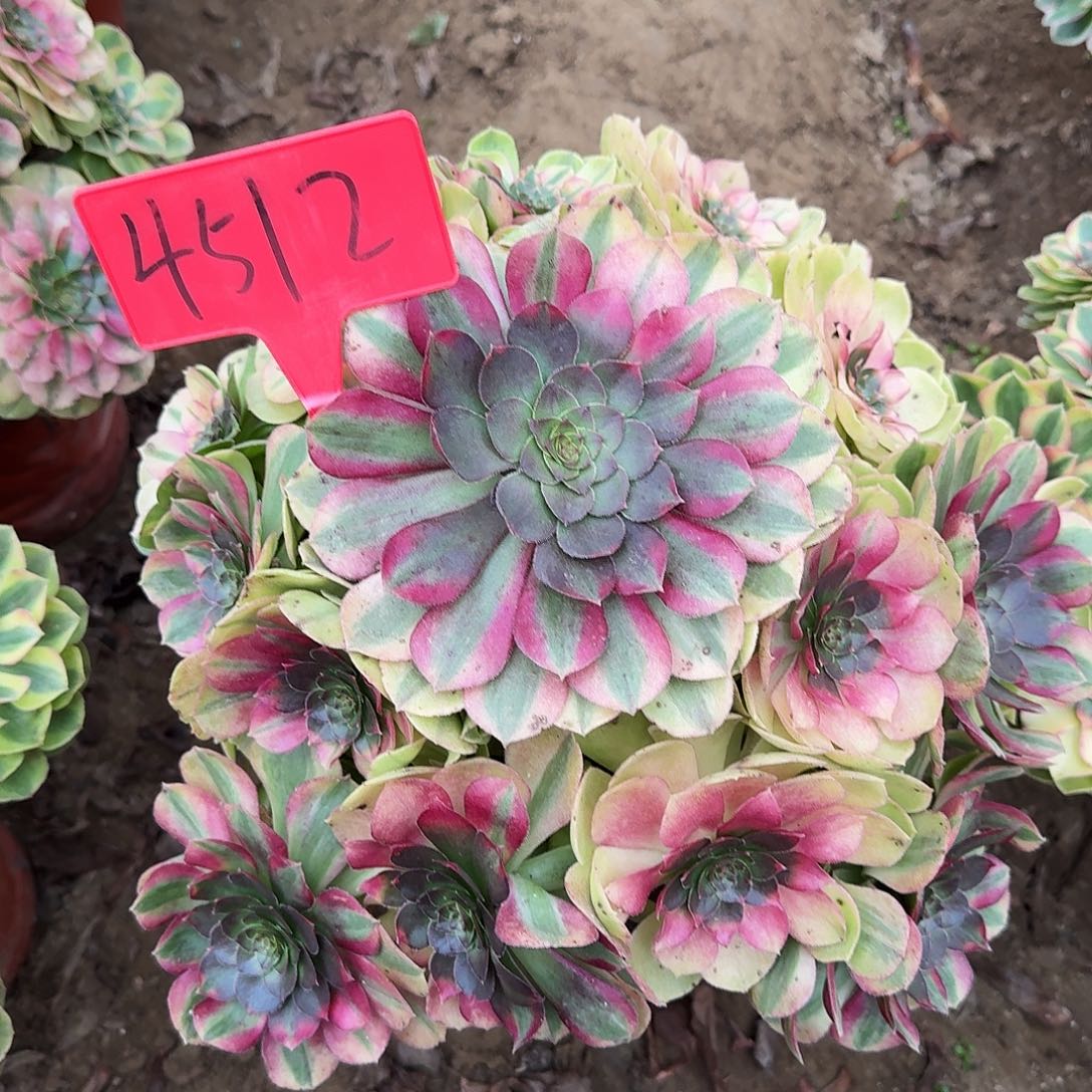 z***乐4512雨荷多肉法师