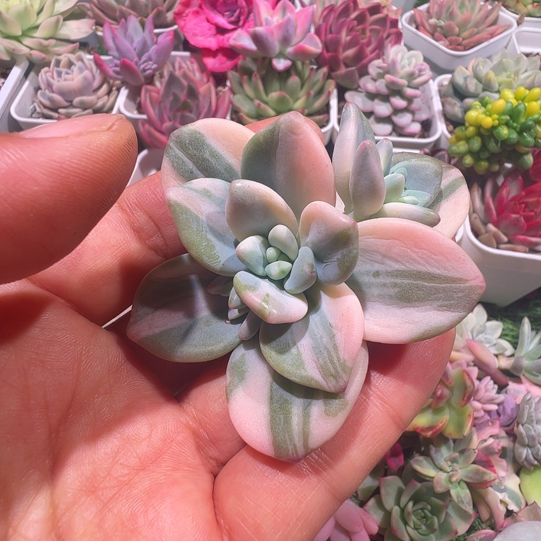 一***坏多肉植物多肉植物