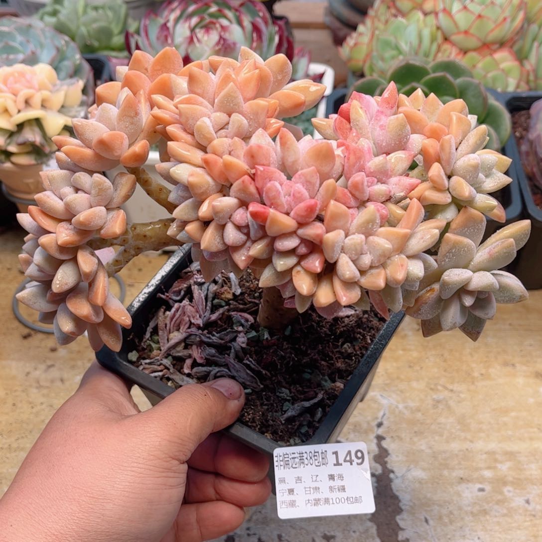 149淡雪缀德华多肉