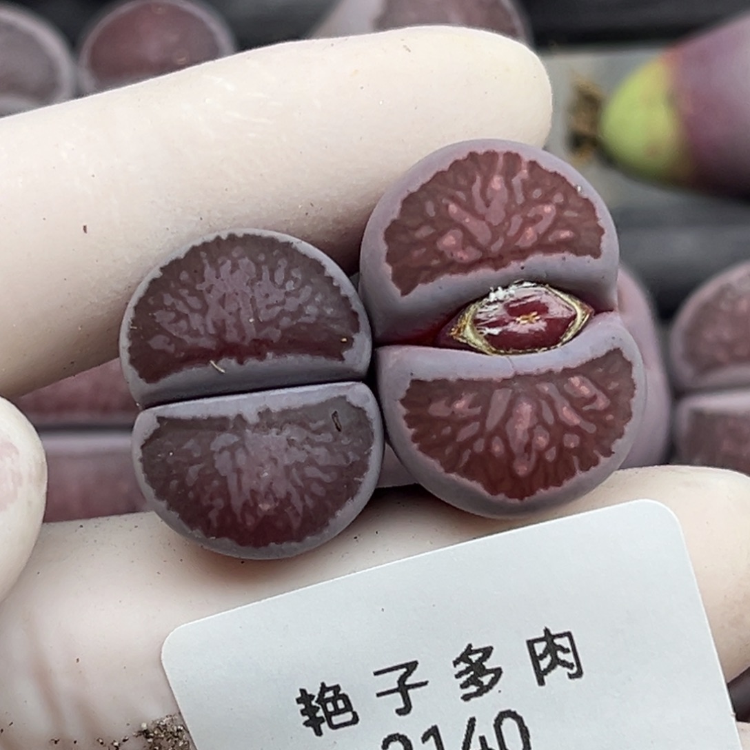 木***木2140号两颗紫菊发货
