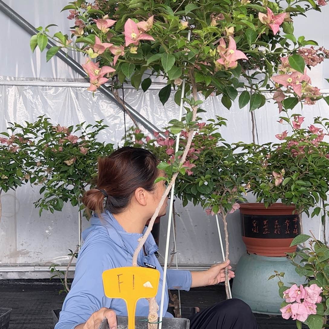 当前无花栽培后可以开花婧*F1卡雅塔