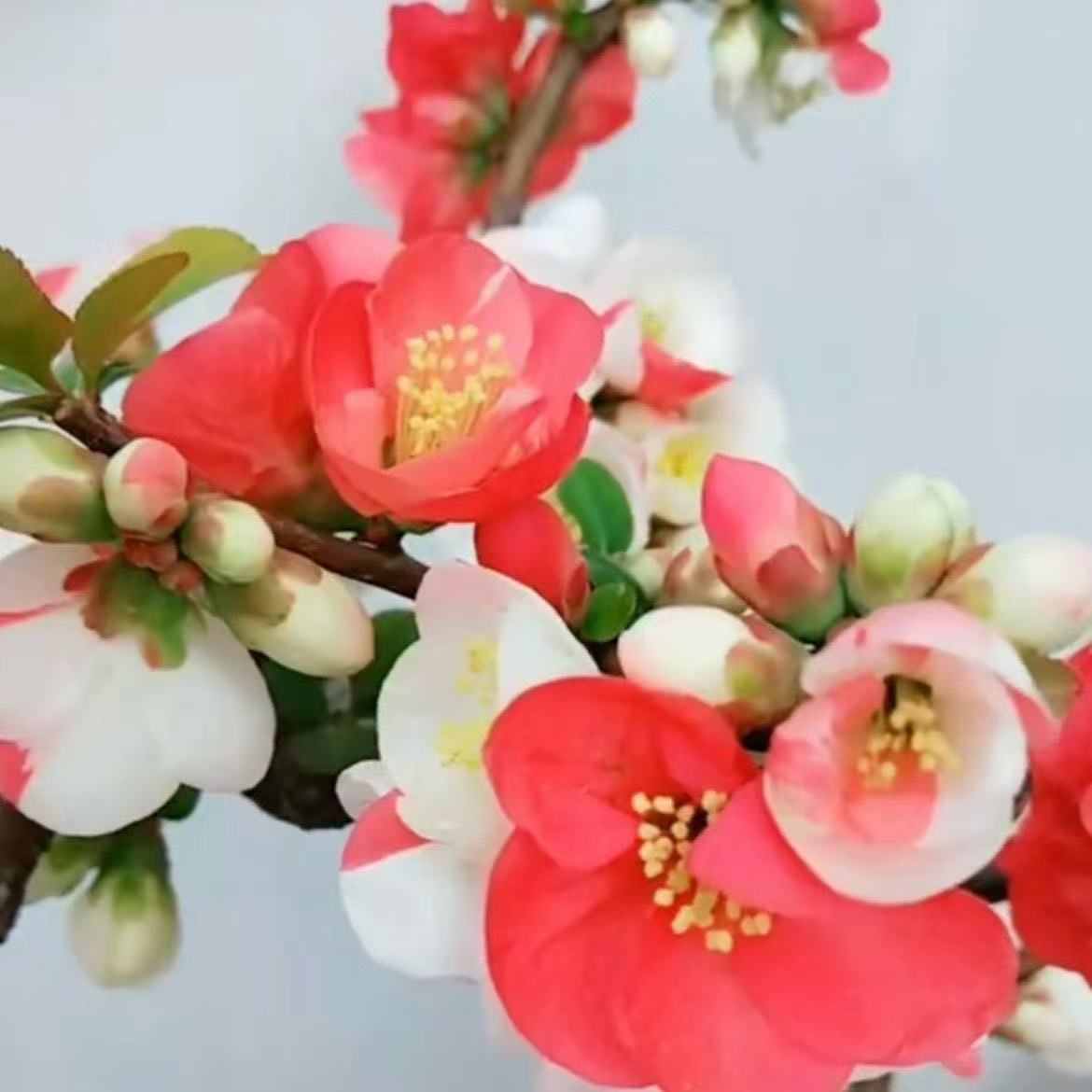 （元旦福利）多色海棠花盆景2-7种颜色花卉绿植四季春节1