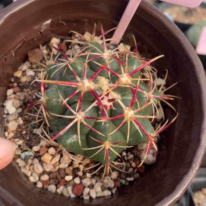 实生大红鹰0399000000