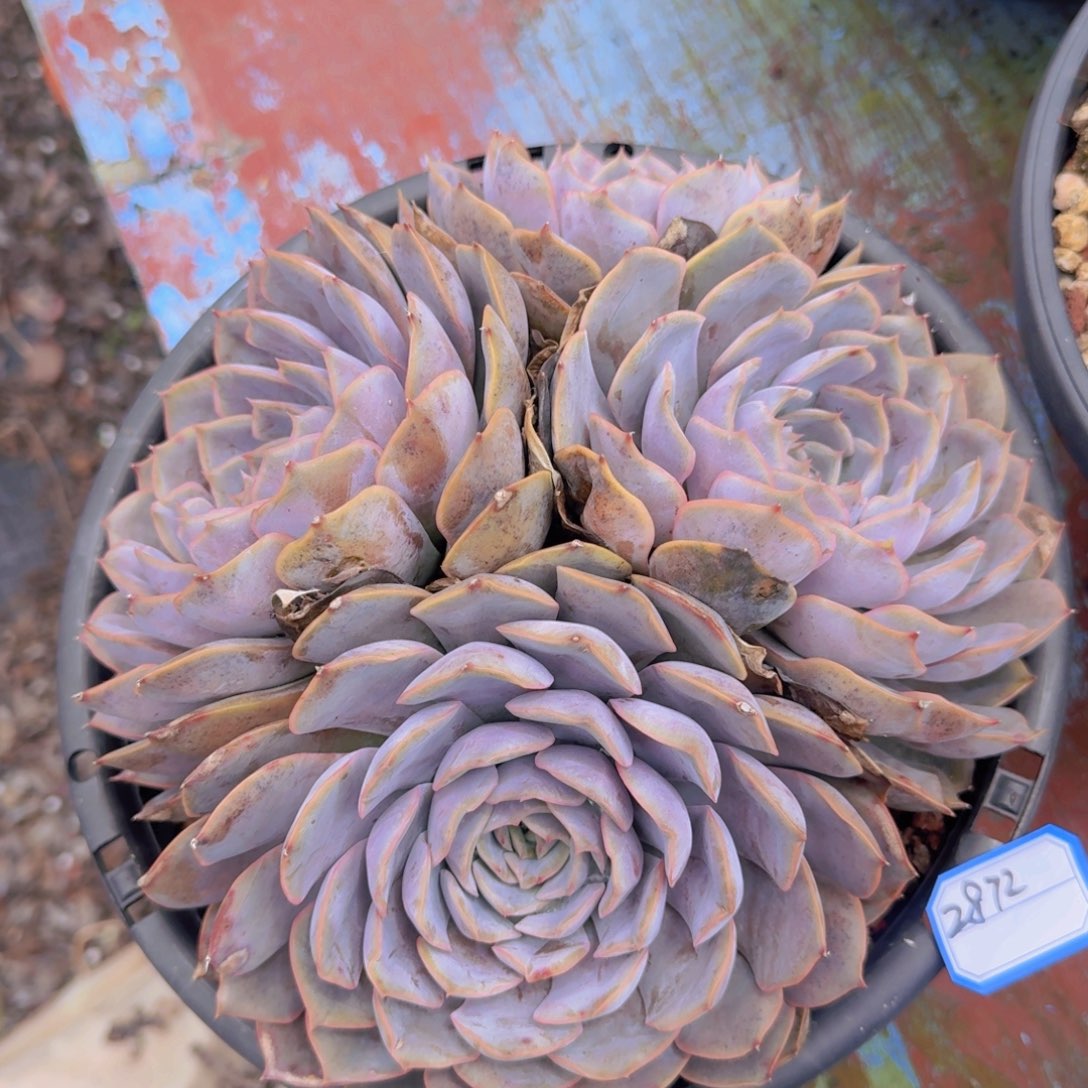 2872菲欧娜凡艺多肉