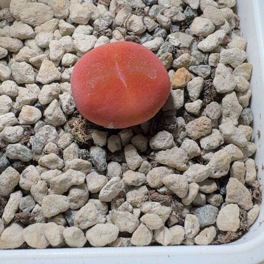 1801蟠桃飞碟体尺寸1.4-32号