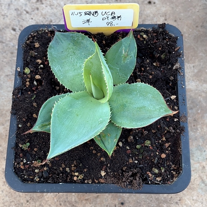 勋哥多肉绿荷UCB芽