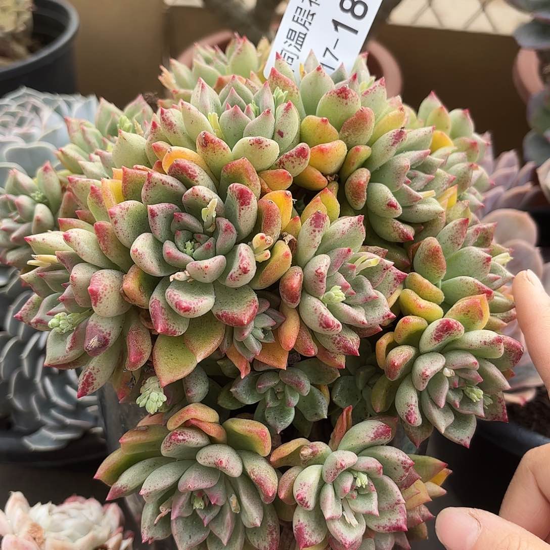 ?**?同温层多肉璀璨18