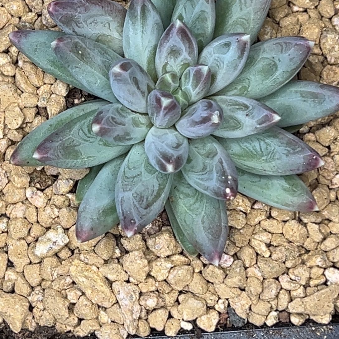 鲤鱼 雪黛丽 寄养