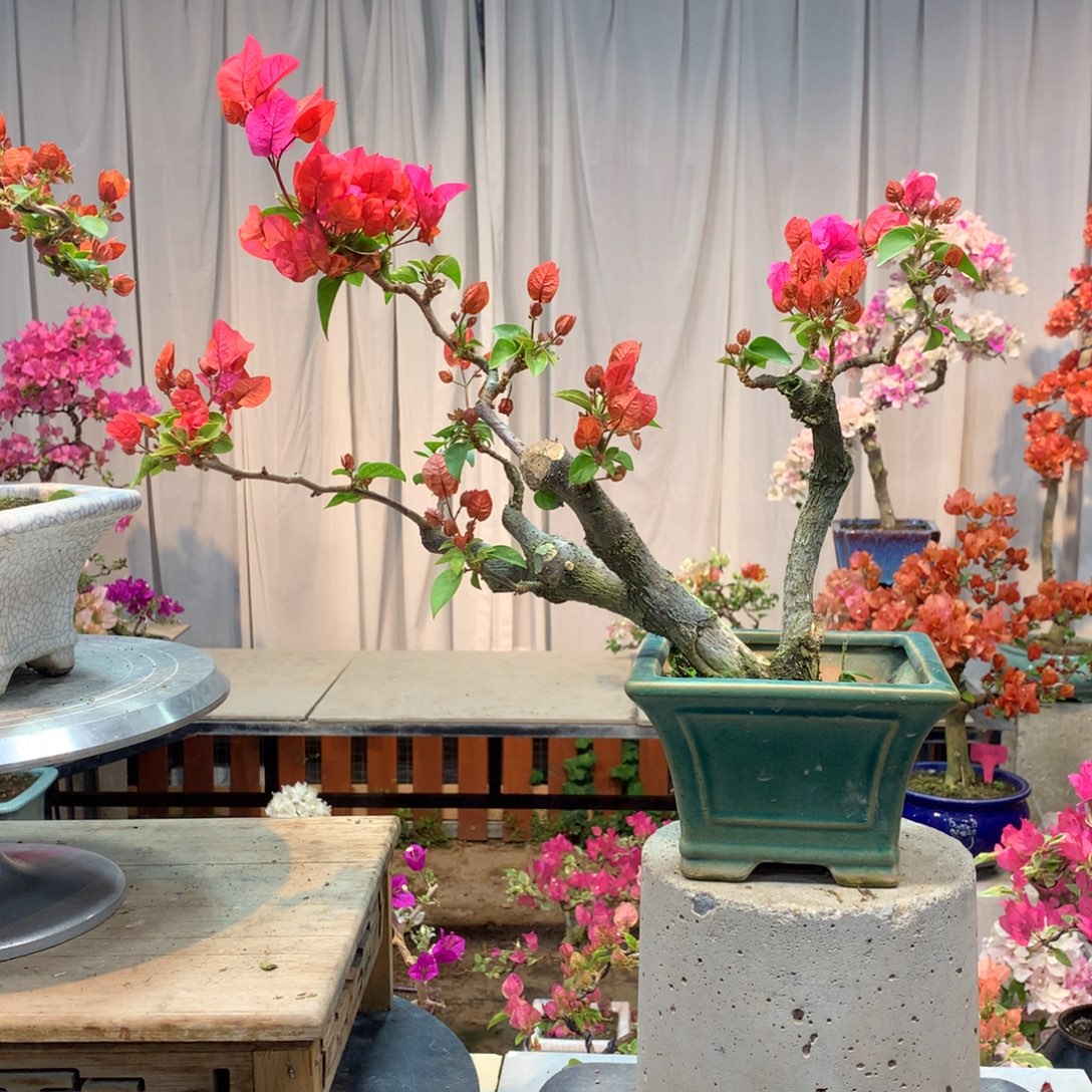 大量花朵（建议范围：8朵-15朵 或40%以上）