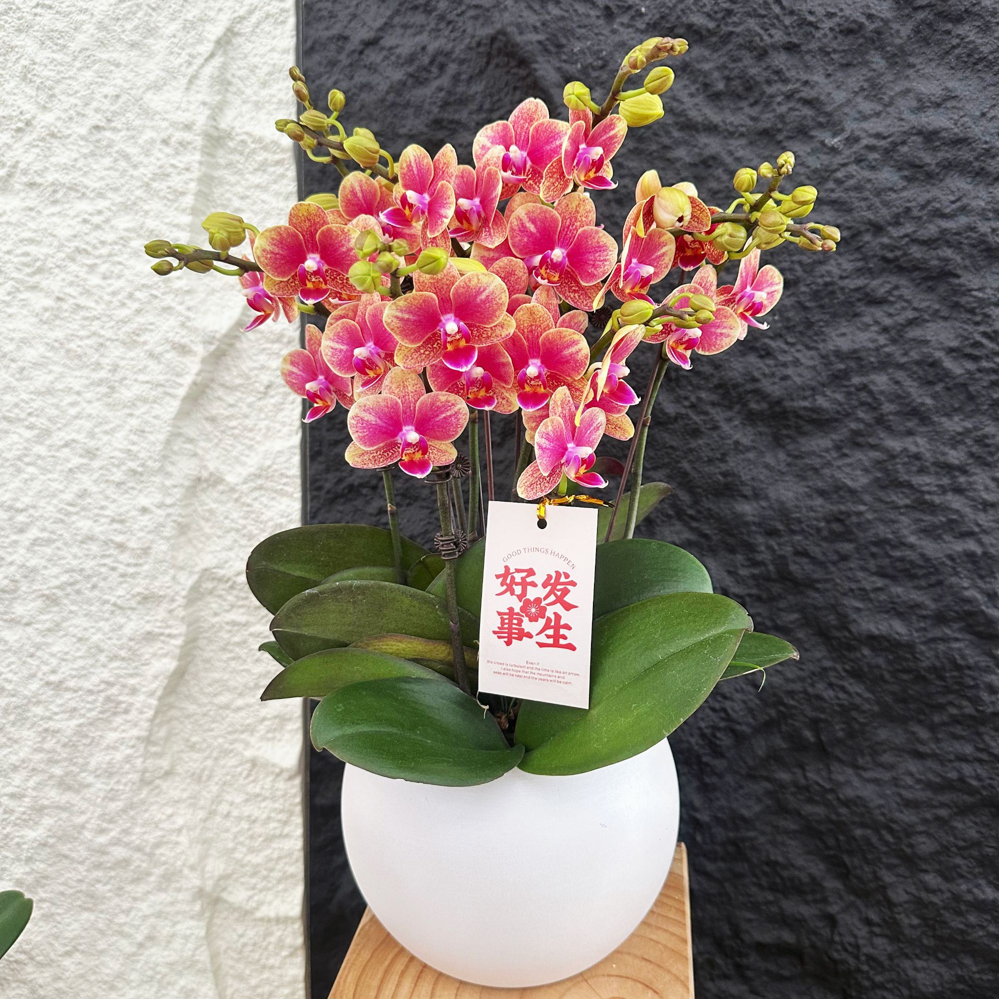 慕兰优选【金蝶】蝴蝶兰花卉 易养花期久