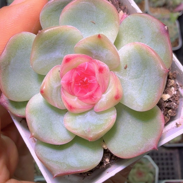 开播福利玉笛特特