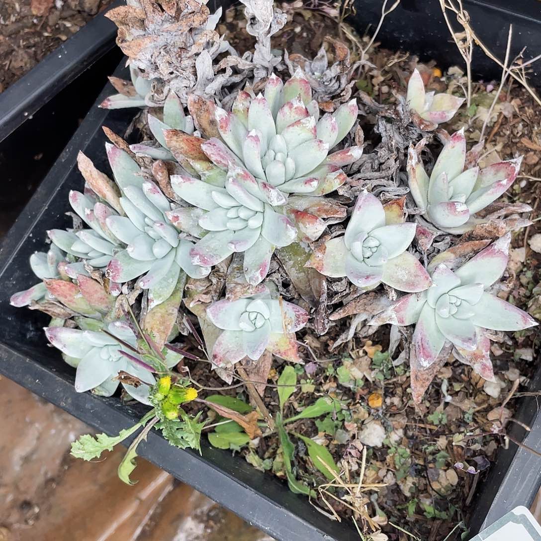 仙女杯多头老桩0368瑕疵特价不售后