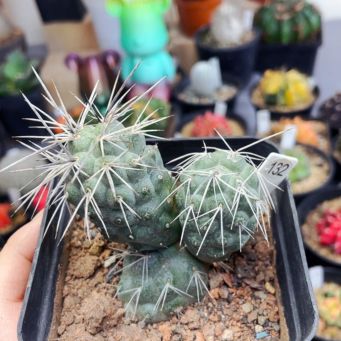 非偏远地区满25包邮仙人球