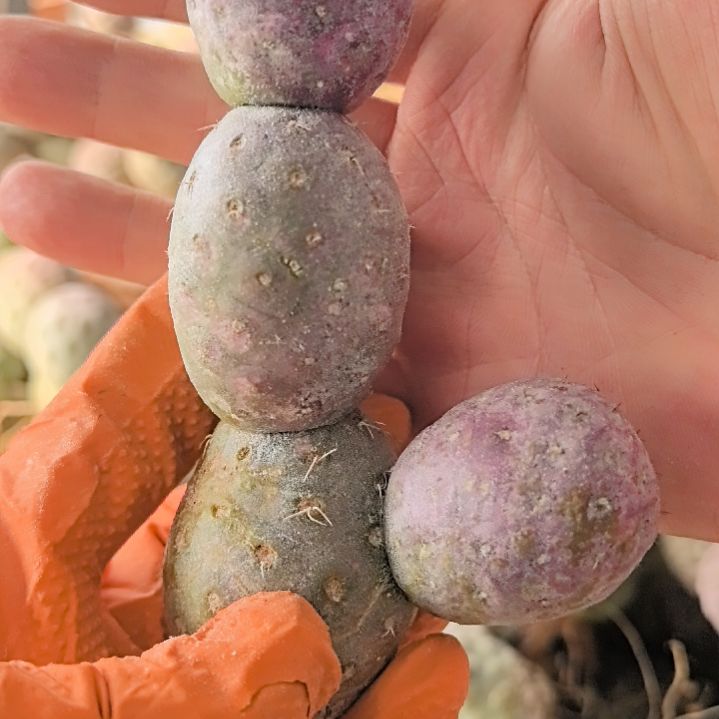 习志野仙人球直播