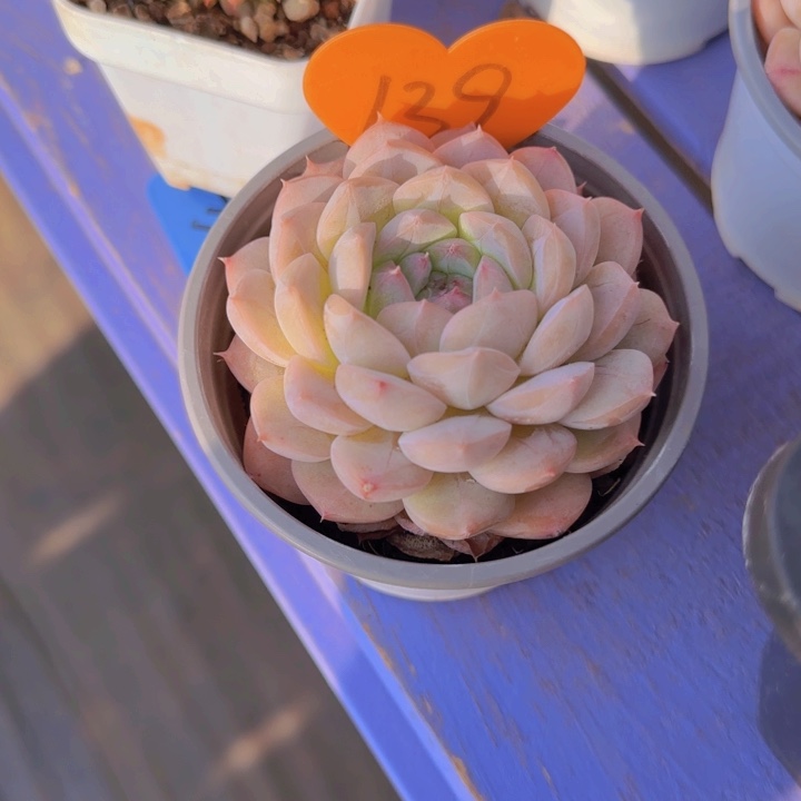 璇*139多肉植物一物一拍