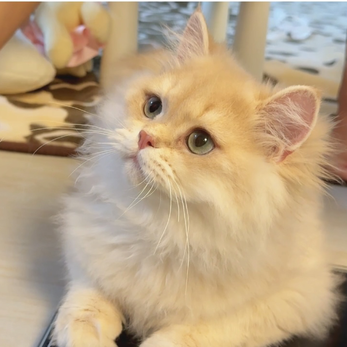 紫金长毛 精品猫猫全款链接活体