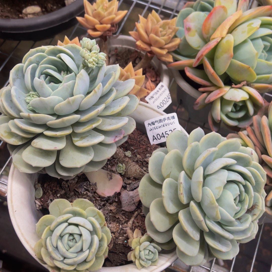 劳林一物一拍4525