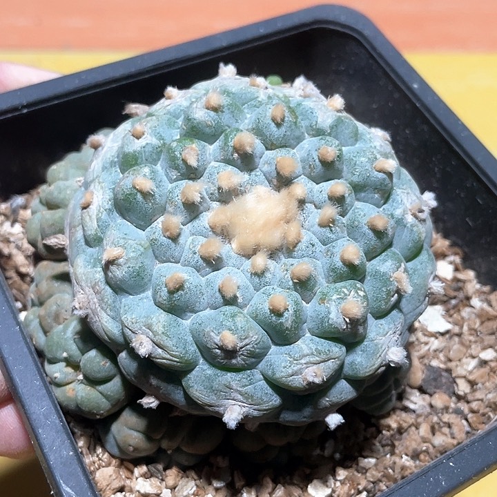 仙人球落地自根91