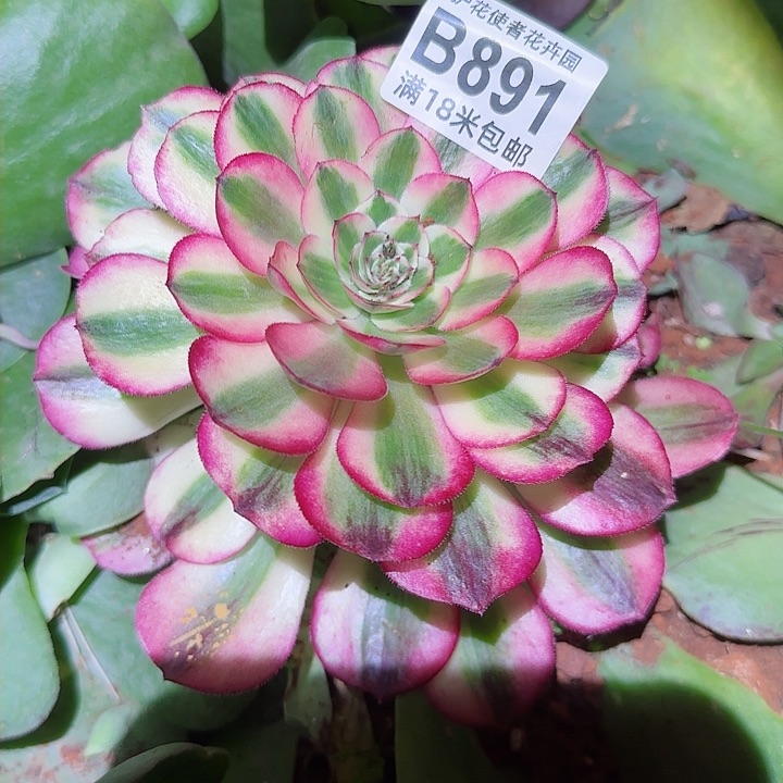 多肉法师荔枝朵朵