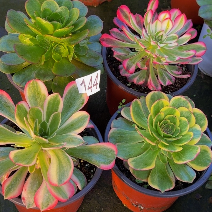 牵***我0000000144组合福利价