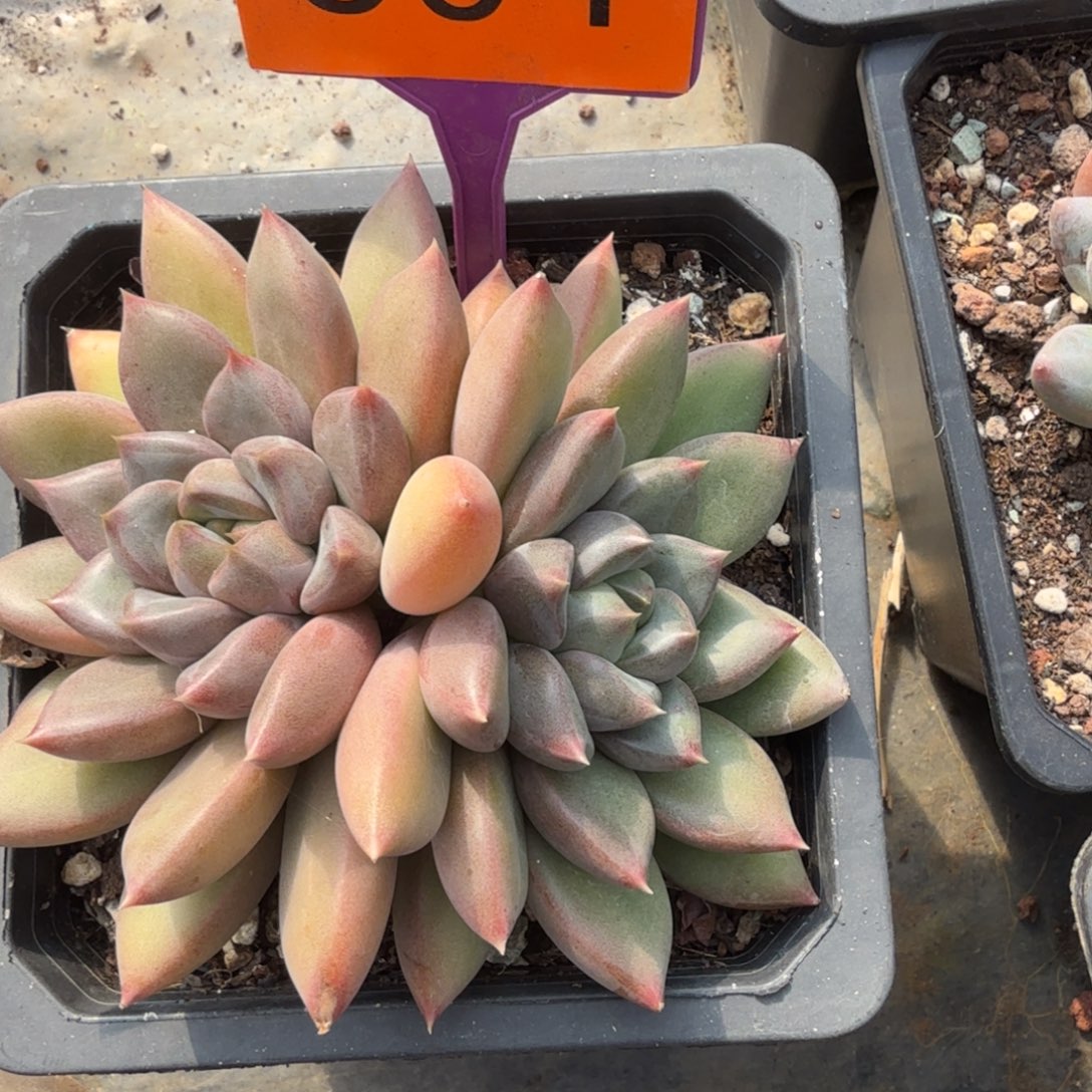 红象牙一物一拍504