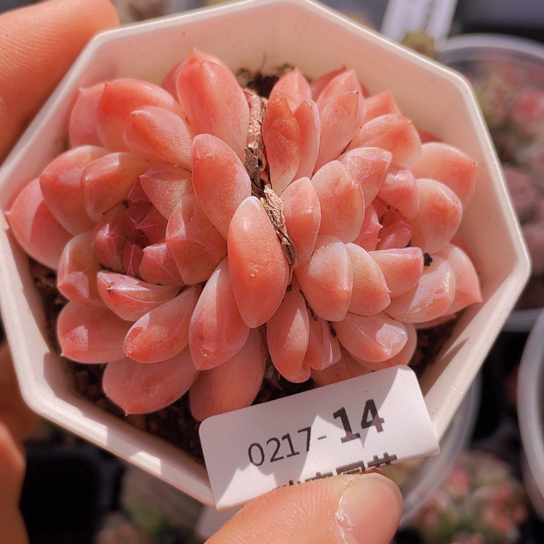 00000000000014量拍