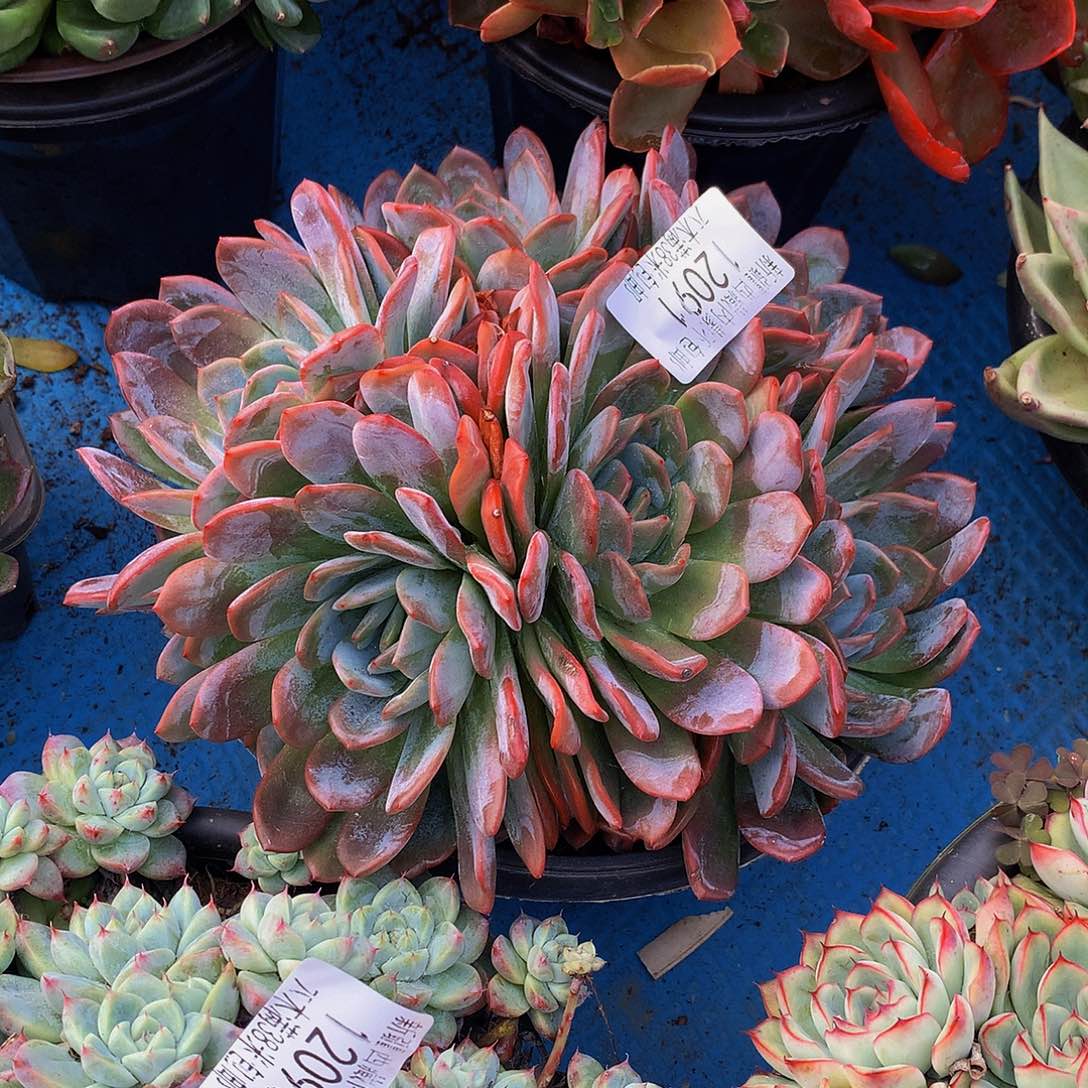 宝***贝     全明星多肉12091