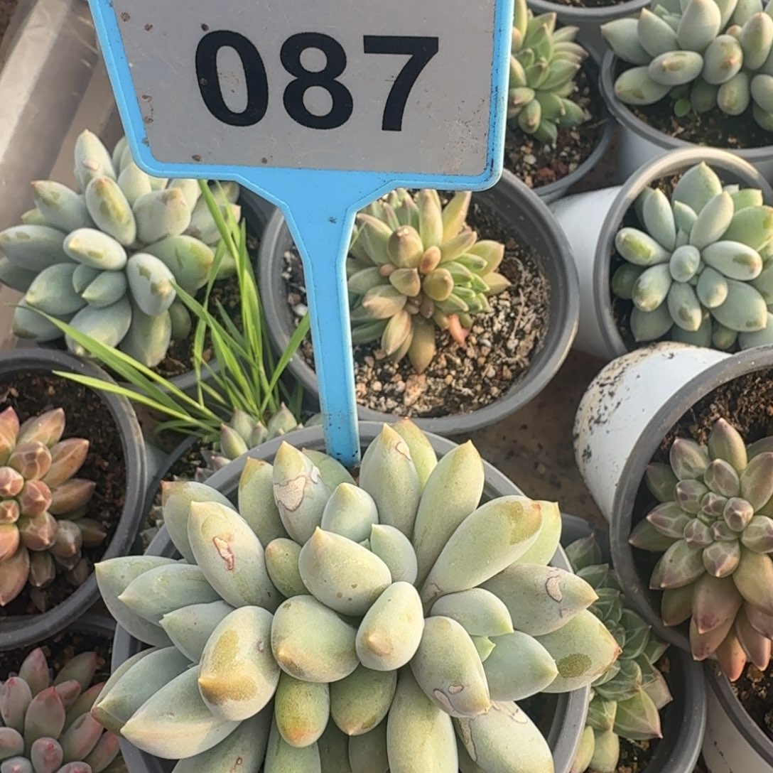 Y***n多肉植物漂亮哥特087