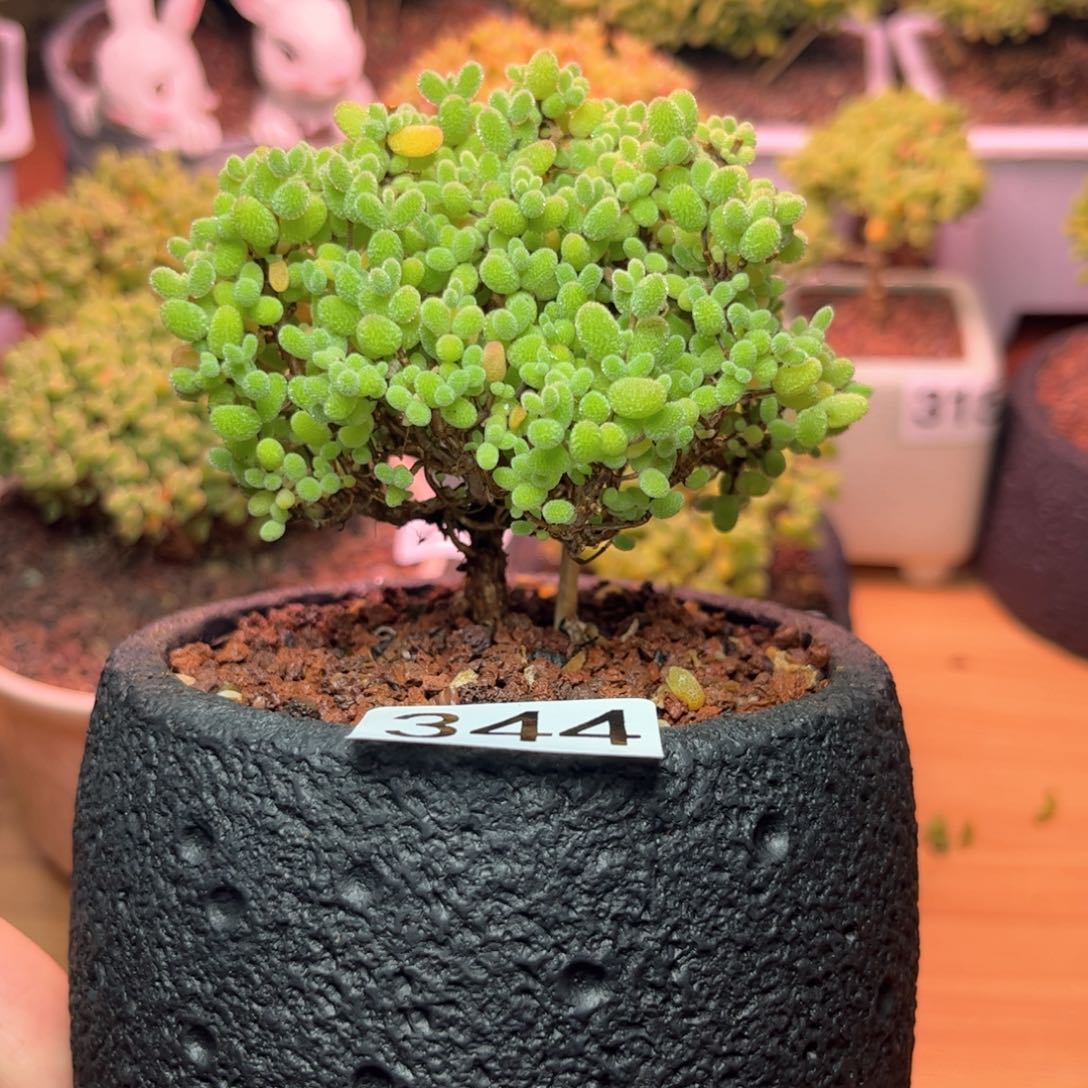 344金橘可爱多肉植物