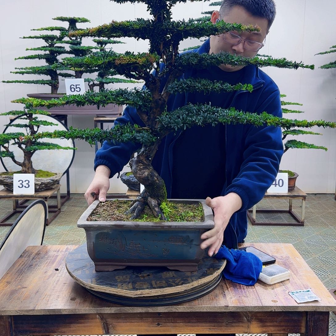 无花朵珍珠红芽罗汉松造型盆景