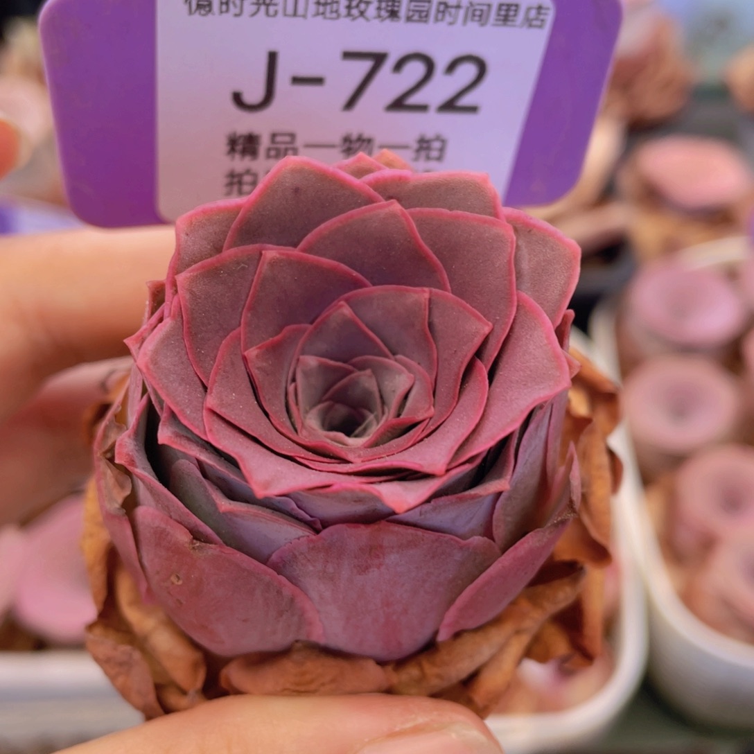 山地玫瑰J722满38包邮裸根发货